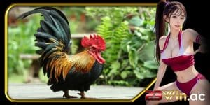 đá gà tre 23win - ảnh đại diện